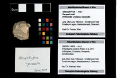 Foto (Objekt + Etikett) von Ankylokypha parabola (Robins et al., 2013)  (NHMW-GEO-1990-0041-4406)